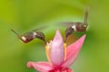 Two hummingbird with pink flower, fly. Beautiful flowered habitat with bird. Little bird flight Purple-throated Woodstar, Calliphl Royalty Free Stock Photo