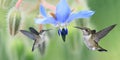 Two Hummingbirds (archilochus colubris) in Flight Royalty Free Stock Photo