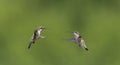 Two Hummingbirds facing off to spar