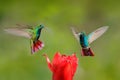 Two hummingbirds Green-breasted Mango in the flight with light green and orange background, Rancho Naturalista, Costa Rica.