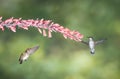 Two hummingbirds hovering near pink flowers.