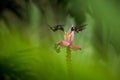 Two hummingbirds hovering next to orange flower,tropical forest, Ecuador, two birds sucking nectar from blossom in garden