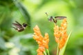 Two hummingbirds hovering next to orange flower,tropical forest, Ecuador, two birds sucking nectar from blossom Royalty Free Stock Photo