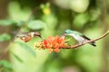 Two hummingbirds hovering next to orange flower,tropical forest, Ecuador, two birds sucking nectar from blossom in garden Royalty Free Stock Photo