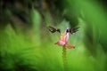 Two hummingbirds hovering next to orange flower,tropical forest, Ecuador, two birds sucking nectar from blossom in garden Royalty Free Stock Photo