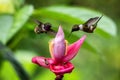 Two hummingbirds hovering next to orange flower,tropical forest, Ecuador, two birds sucking nectar from blossom in garden