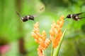 Two hummingbirds hovering next to orange flower,tropical forest, Ecuador, two birds sucking nectar from blossom in garden Royalty Free Stock Photo