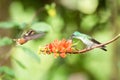 Two hummingbirds hovering next to orange flower,tropical forest, Ecuador, two birds sucking nectar from blossom in garden Royalty Free Stock Photo