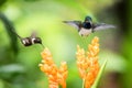 Two hummingbirds hovering next to orange flower,tropical forest, Ecuador, two birds sucking nectar from blossom Royalty Free Stock Photo