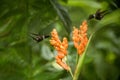 Two hummingbirds hovering next to orange flower,tropical forest, Ecuador, two birds sucking nectar from blossom Royalty Free Stock Photo