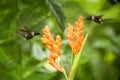 Two hummingbirds hovering next to orange flower,tropical forest, Ecuador, two birds sucking nectar from blossom Royalty Free Stock Photo