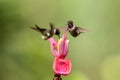 Two hummingbirds hovering next to pink flower,tropical forest, Colombia, bird sucking nectar from blossom in garden