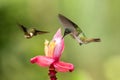 Two hummingbirds hovering next to pink flower,tropical forest, Colombia, bird sucking nectar from blossom