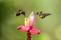 Two hummingbirds hovering next to pink flower,tropical forest, Colombia, bird sucking nectar from blossom