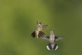 Two Hummingbirds meet in flight, hovering with tails spread