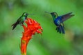 Two hummingbirds are meeting at amazing red bloom in the forest rain environment. The Purple-bibbed White Tip urosticte benjamini