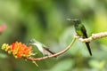 Two hummingbirds sitting on branch with orange flower, hummingbird from tropical forest,Colombia,bird perching