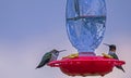 Two hummingbirds sitting on a feeder