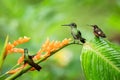 Two hummingbirds sitting on leave orange flower,tropical forest,Ecuador,birds sucking nectar from blossom in garden
