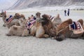 Two humps camel or Bactrian camel waiting in the desert of leh for tourist