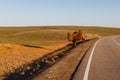 Two-hump camel stands near the road