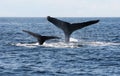 Two Humpback Whale tails in the ocean