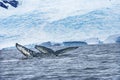 Two Humpback Whales Blue Iceberg Water Charlotte Harbor Antarctica