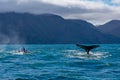 Two Humpback whales seen during whale watching excursion near Husavik, Iceland