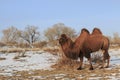 Two-humped Bactrian Camel in Xinjiang, China Camelus bactrianus