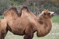 Two humped brown furry bactrian camel photographed at Port Lympne Safari Park in Kent, UK