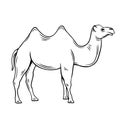 Two-humped camel or bactrianus Royalty Free Stock Photo