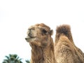 Two-humped camel Camelus bactrianus with funny expression isol Royalty Free Stock Photo