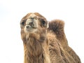 Two-humped camel Camelus bactrianus with funny expression isol Royalty Free Stock Photo