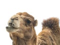 Two-humped camel Camelus bactrianus with funny expression isol Royalty Free Stock Photo