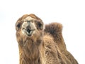 Two-humped camel Camelus bactrianus with funny expression isol Royalty Free Stock Photo