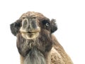 Two-humped camel Camelus bactrianus with funny expression isol