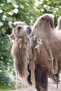 Two-humped camel - Camelus bactrianus with grey brown fur looking up in Zoo Cologne