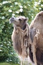 Two-humped camel - Camelus bactrianus with grey brown fur looking up in Zoo Cologne