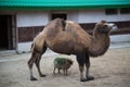 Two-humped camel, Camelus bactrianus,  stands with a small lamb in the zoo enclosure. Wildlife, mammals Royalty Free Stock Photo