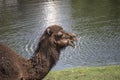 A two-humped camel in the city park. Royalty Free Stock Photo