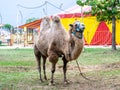 A two humped camel in the city park. Camel walking in the park Royalty Free Stock Photo