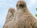A two humped camel in the city park. Camel walking in the park Royalty Free Stock Photo