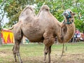 A two humped camel in the city park. Camel walking in the park Royalty Free Stock Photo