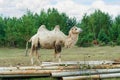 Two-humped camel in corral with a foal of a horse, Russian animal farm Royalty Free Stock Photo