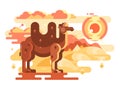 Two-humped camel in desert