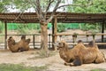 Two-humped camel lies