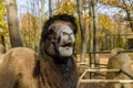Two humped camel in paddock at the farm Royalty Free Stock Photo