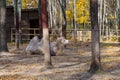 Two humped camel in paddock at the farm Royalty Free Stock Photo