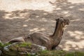 A two-humped camel rests on the ground, in shadow.