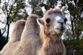 Two-humped camel Royalty Free Stock Photo